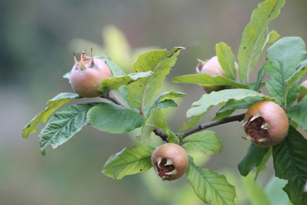 1bbb_kiechlinsbergen