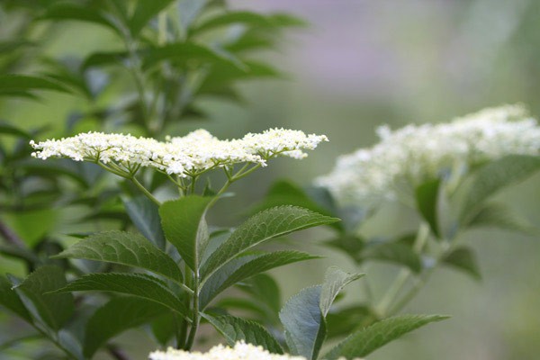 1d_wandern_am_kaiserstuhl