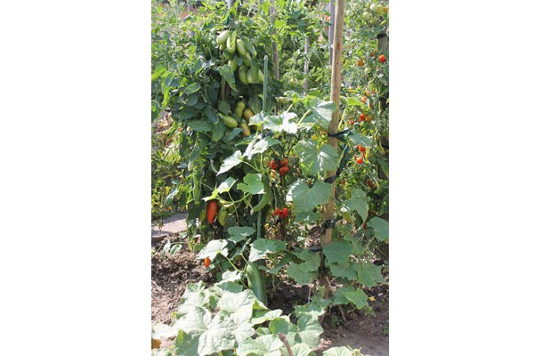 1e_kaiserstuhl_fewo-zwigart