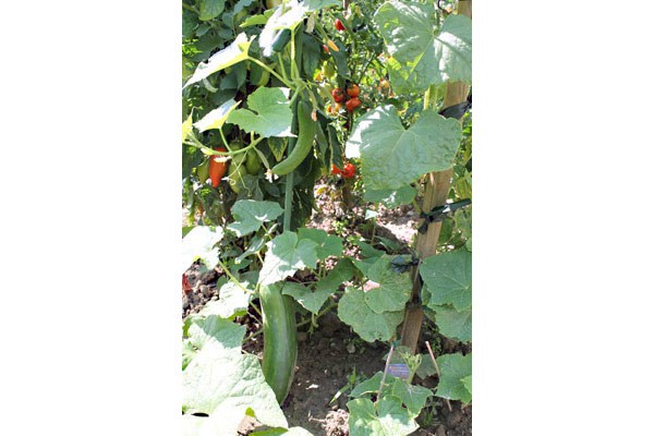 1eee_kaiserstuhl_fewo-zwigart