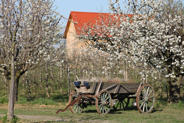 1f_kirschenbluete_in_endingen