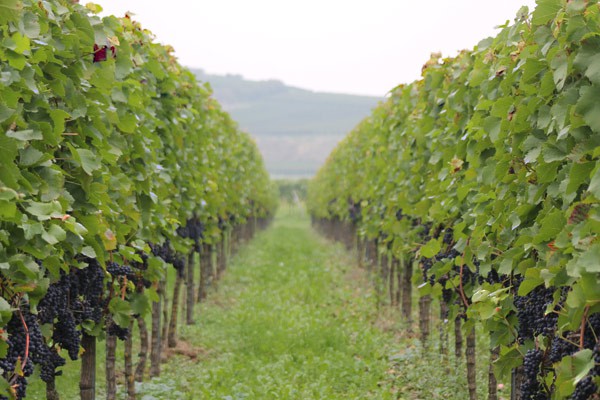 1nnn_Endingen_Kiechlinsbergen